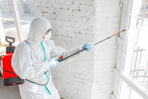 Best Attic Mold Removal in West Reading, PA